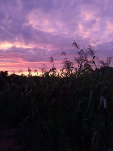 sunsetcorn_fall2016